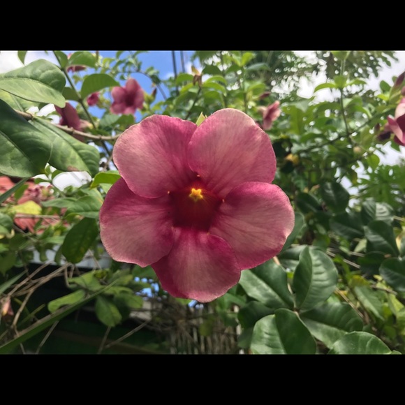 Meet your Posher, Alexis - Picture 1 of 1